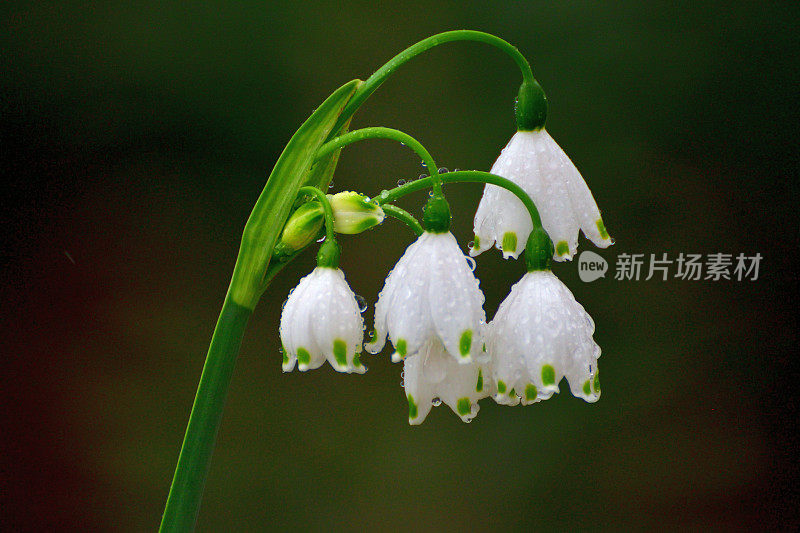 卢科琼弗纳姆 / 雪花